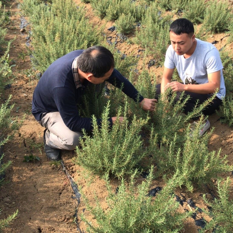 迷迭香杯苗 绿化工程用多年生草本植物 花坛盆栽种植