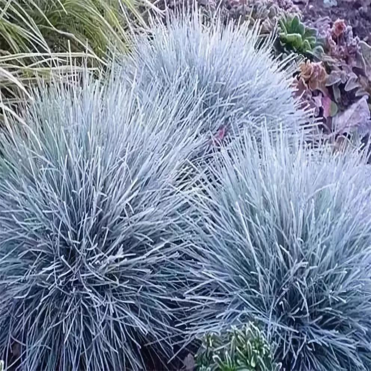 基地批发蓝羊茅 常绿草本冷季型观赏草 园林点缀种植绿化工程苗