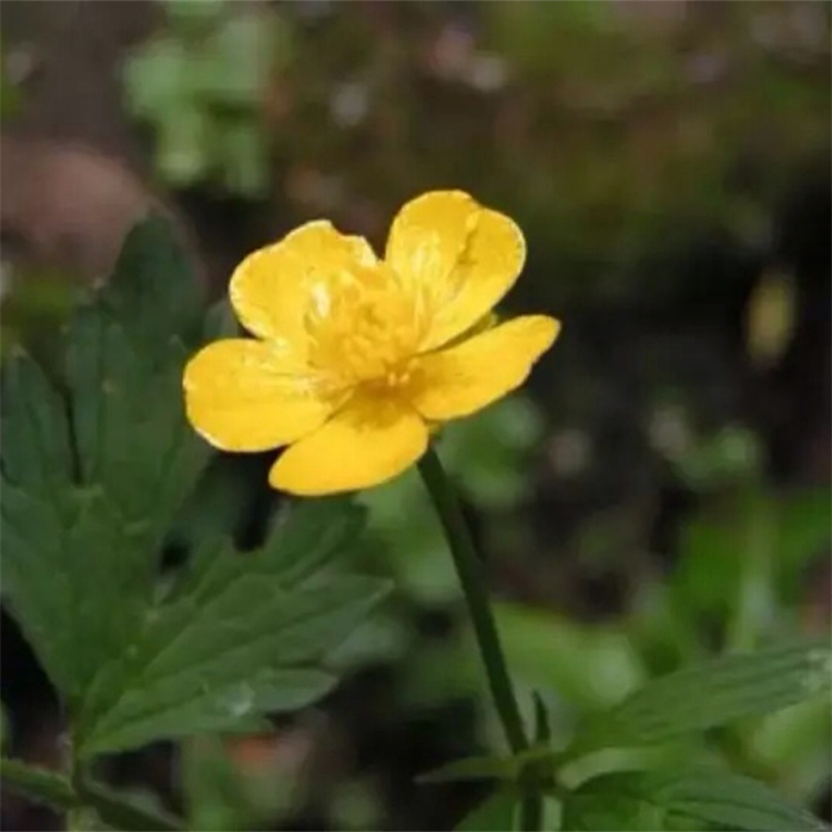 观赏绿植 花毛莨 芹叶牡丹 多年生宿根草花 庭院别墅公园植裁