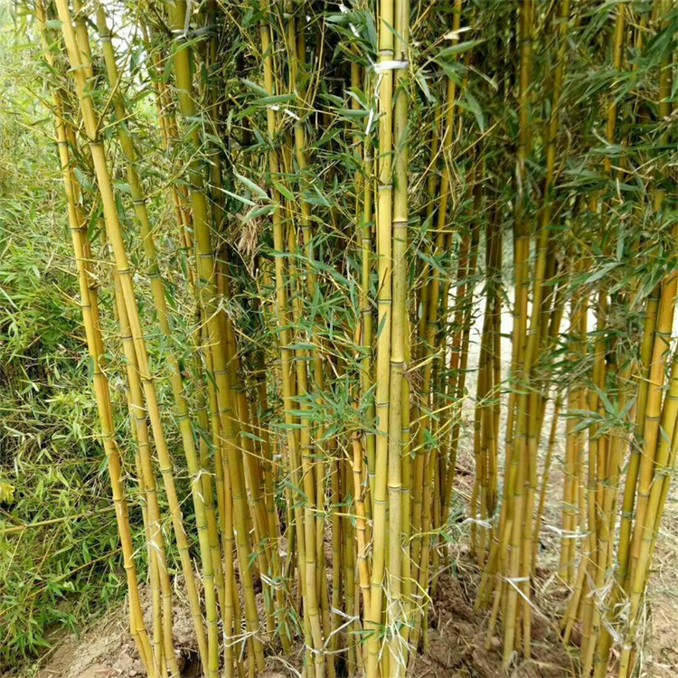 多规格金镶玉竹 黄色的竹竿 庭院园林绿化 绿化苗圃种植基地