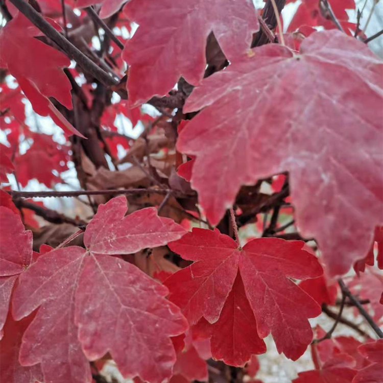 血皮槭 千层枫 景区别墅园林造景栽植绿化工程苗 基地出售新品种