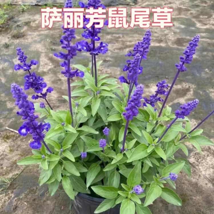 萨利芳鼠尾草地被草花蓝色花系 庭院公园造景种植花坛花镜点缀