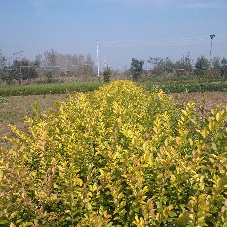 欧洲彩叶女贞基地批发 花镜花坛庭院造景植物 景区绿化工程苗木