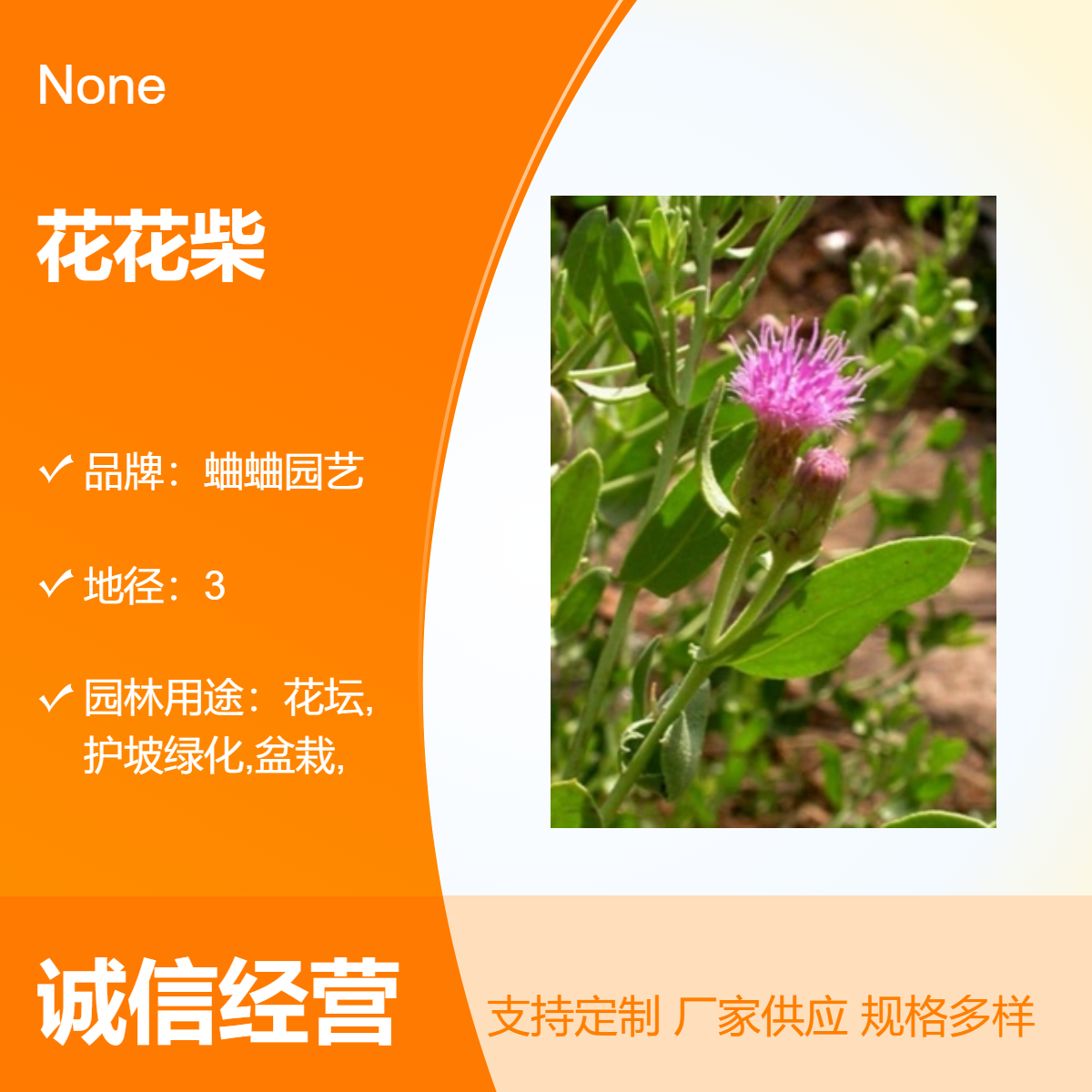 蛐蛐园艺 花花柴 绿植盆栽 观花植物 四季常绿 绿化工程苗