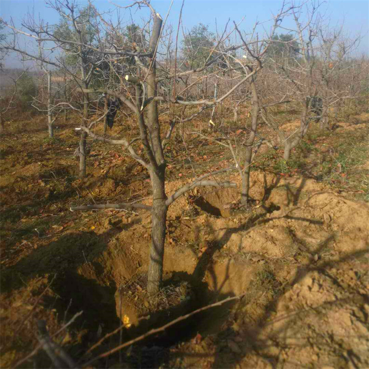 蛐蛐园艺 梨树 露地栽培 常绿性观花植物 绿化工程树国内种植