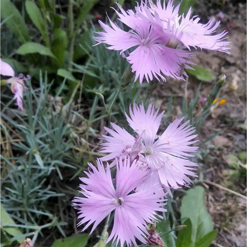 姜花基地供应 池塘河道造景植物 道路绿化苗 花坛花镜镶边配植