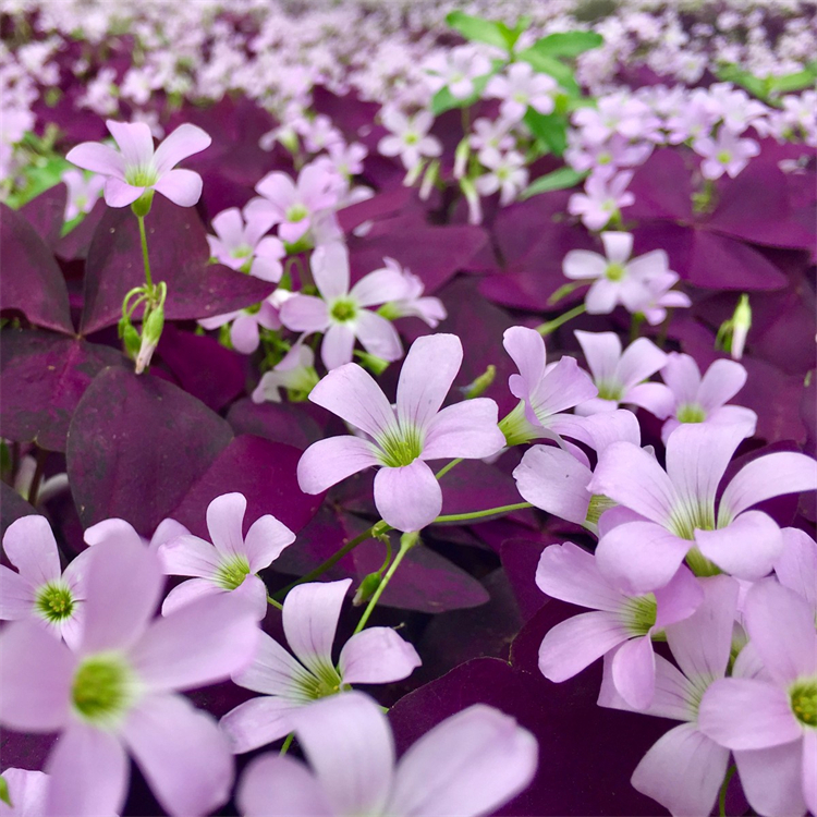 紫叶酢浆草 批发多年生草本植物 花坛花镜道路了两旁点缀工程苗木