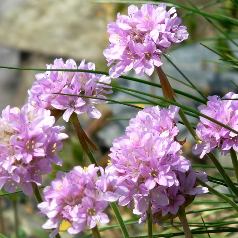 海石竹 盆栽苗 花坛花镜景观布置 庭院小区园林公园绿化工程花卉