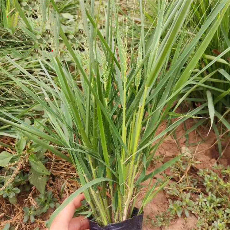 画眉草基地批发 护坡固土庭院小区绿化工程苗 盆景盆栽 地被栽植