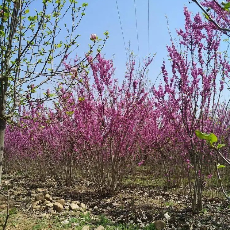 丛生紫荆小苗供应 小区绿化风景树街道树 露地栽培造景苗