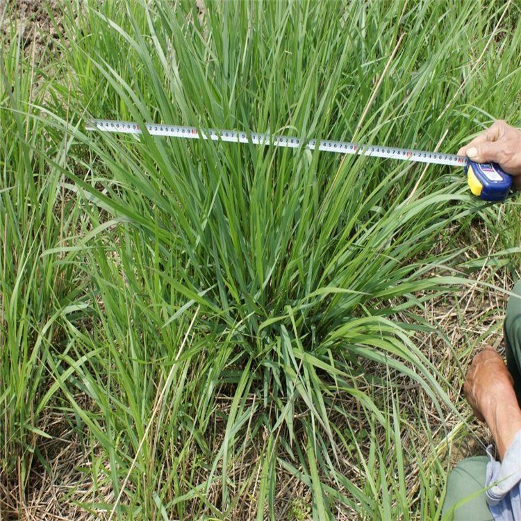 柳枝稷 水生植物 园林景区绿化工程苗 小区公园道路观赏造景绿植