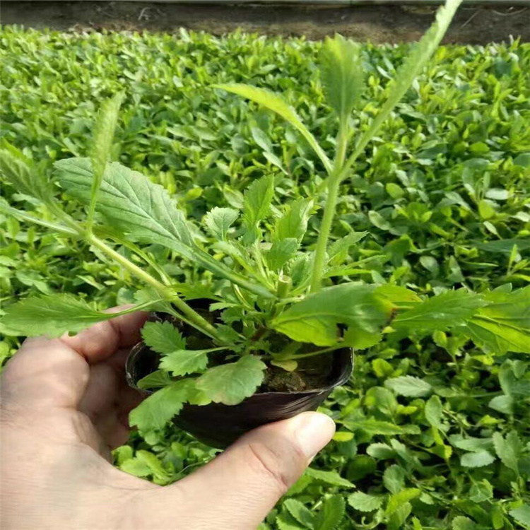 马鞭草 花镜花坛栽植绿化工程苗 园林成片种植观赏苗 基地供应