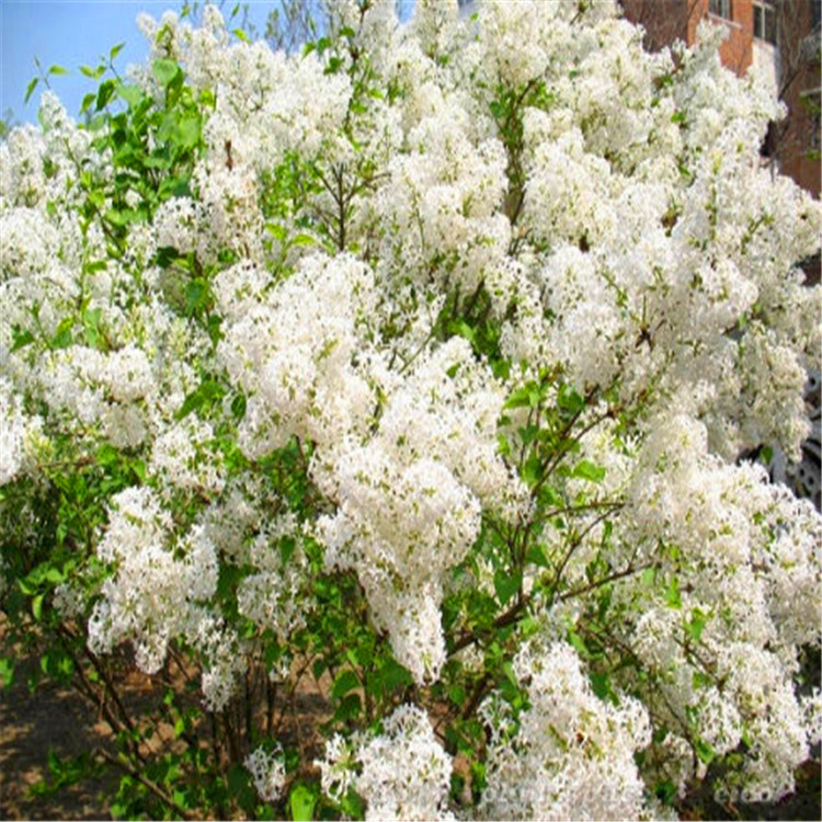 基地大量供应 白丁香 规格齐全 庭院园林公园 小区开花观赏植物苗