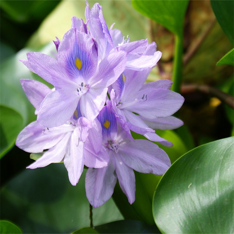 基地大量批发凤眼莲 池塘水体绿化工程苗木 水葫芦水上造景材料