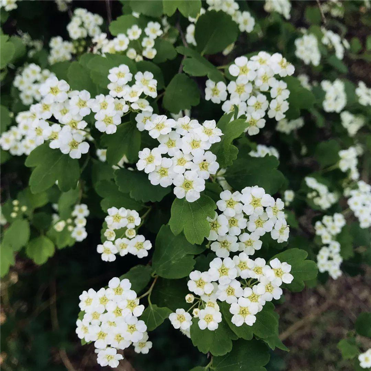 基地长期供应 三裂绣线菊 花镜花坛配植苗 庭院景区绿化工程苗木