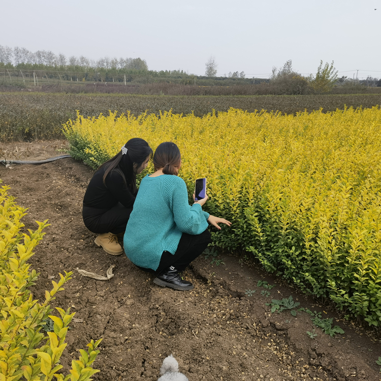 金叶女贞种植基地出售 景区道路园林绿篱绿化造景工程苗木 规格齐全