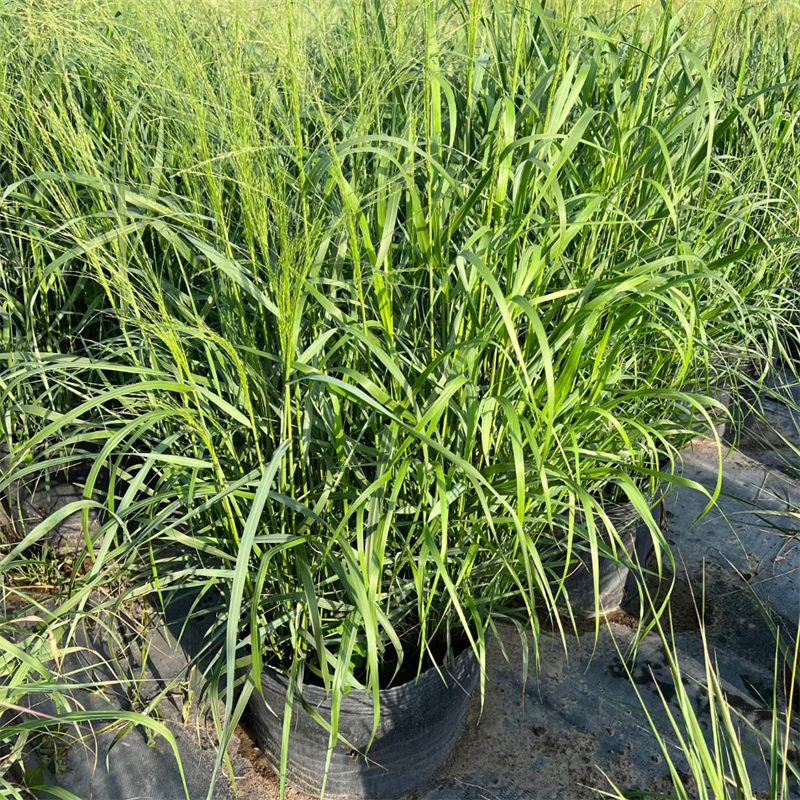 重金属柳枝稷杯苗园林景区绿化工程苗小区公园道路观赏造景绿植