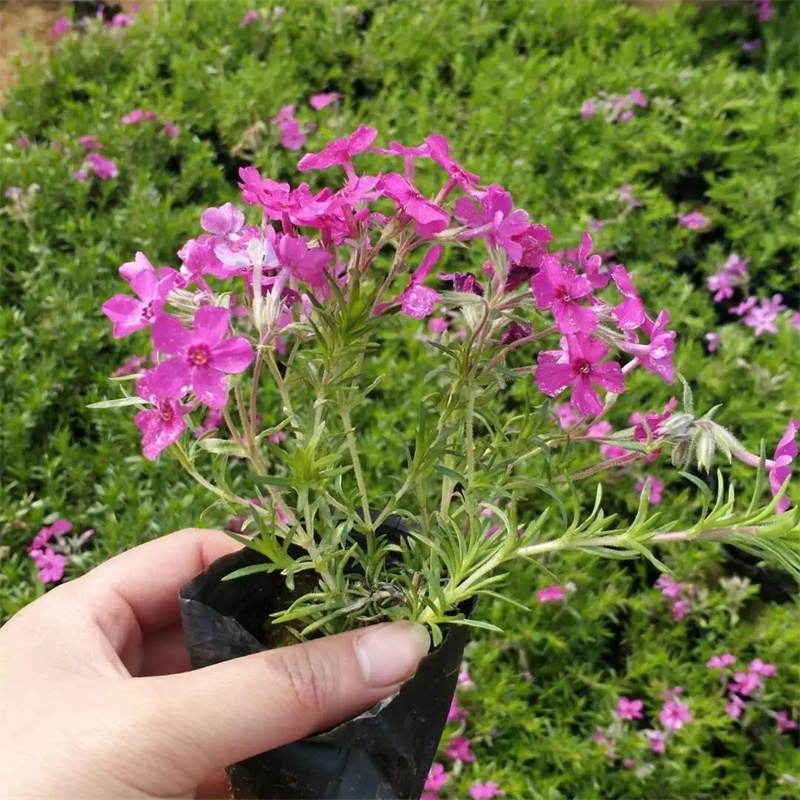 福禄考批发花坛花镜镶边配植景区园林地被绿化工程苗