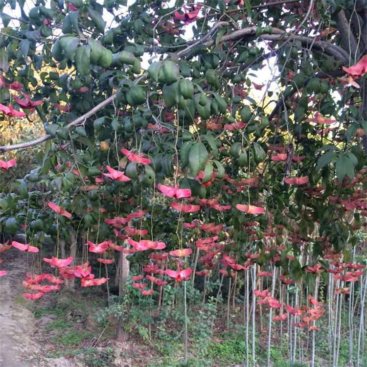 基地出售金丝吊蝴蝶镇道路种植行道树园林景区绿化工程苗