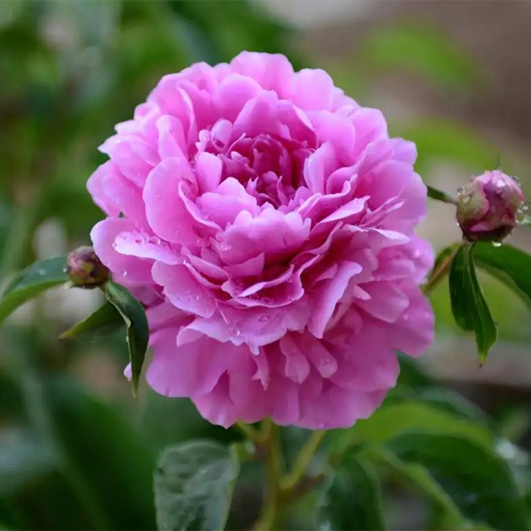 芍药小苗种植 多花色 庭院花坛观赏花卉道路绿化工程苗