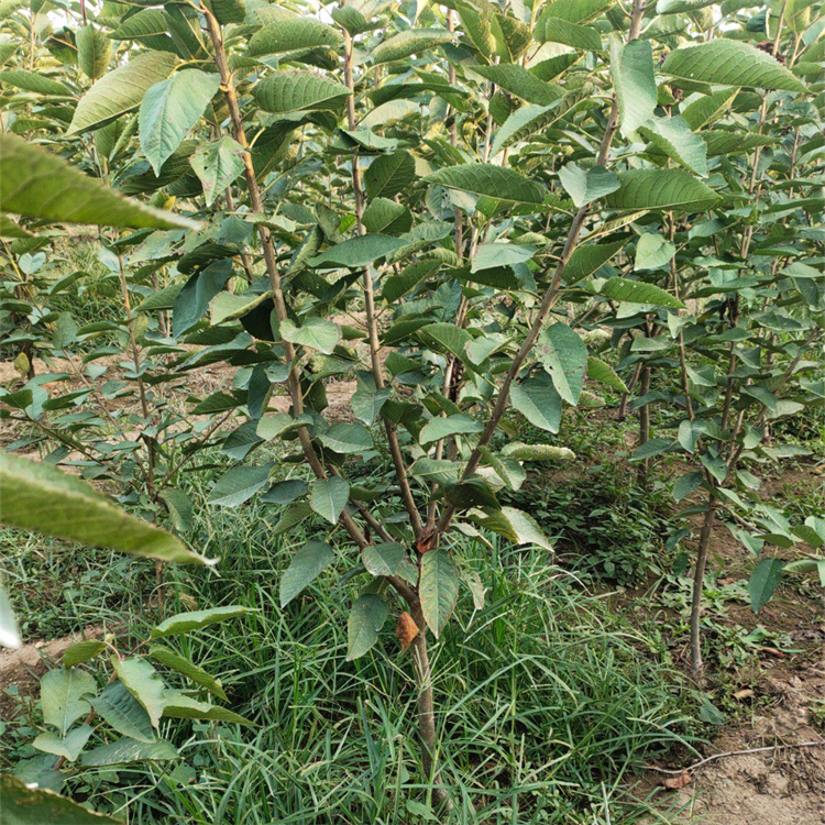 樱桃树苗别名车厘子莺桃移植苗 景区庭院护坡绿化工程苗