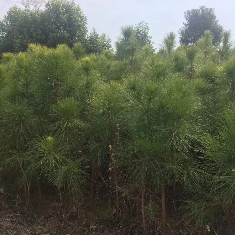 湿地松种植基地批发景区布置行道树城市绿化工程苗木火炬松