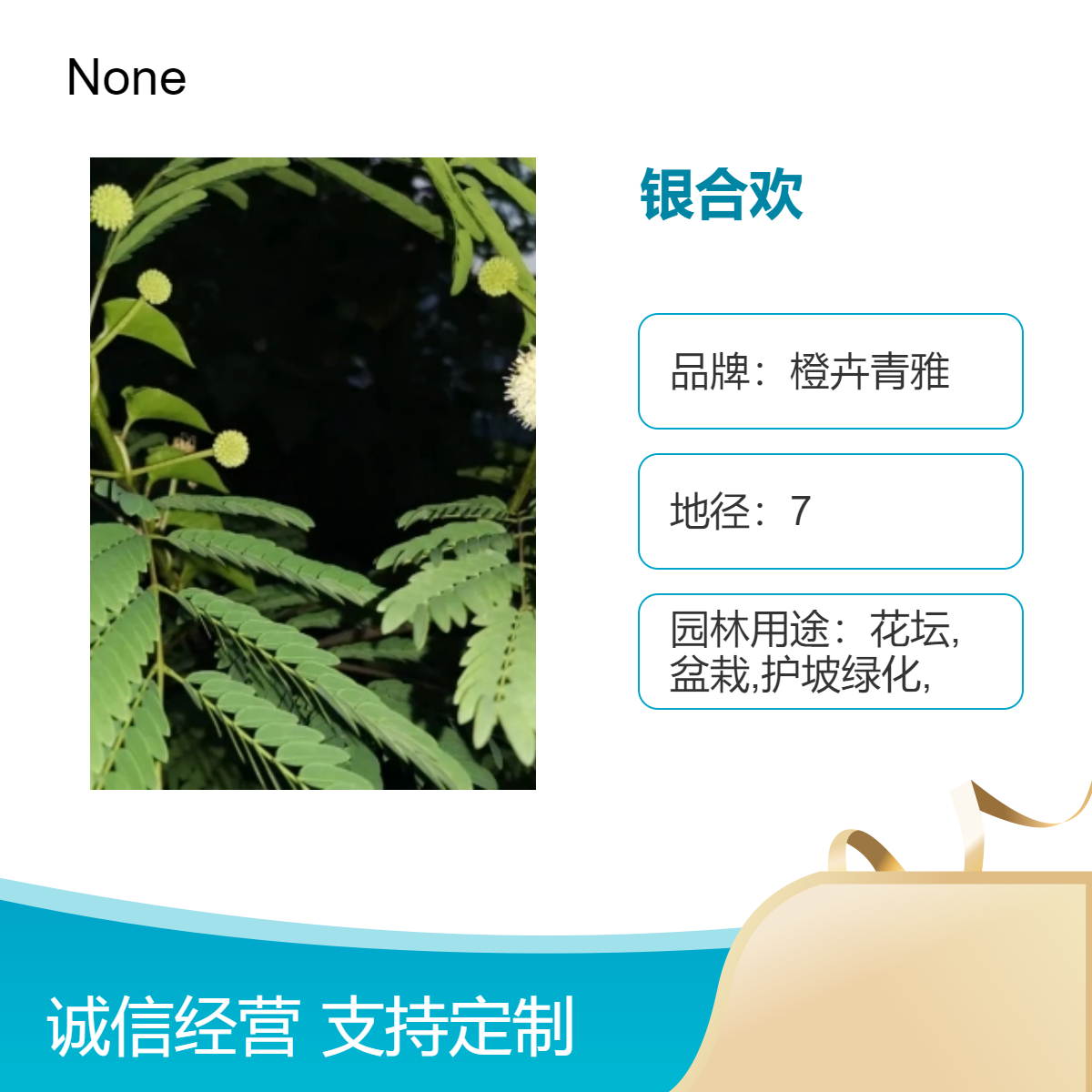 银合欢移植苗 绿植盆栽 观叶植物 全国种植 景区园林造景绿化工程苗