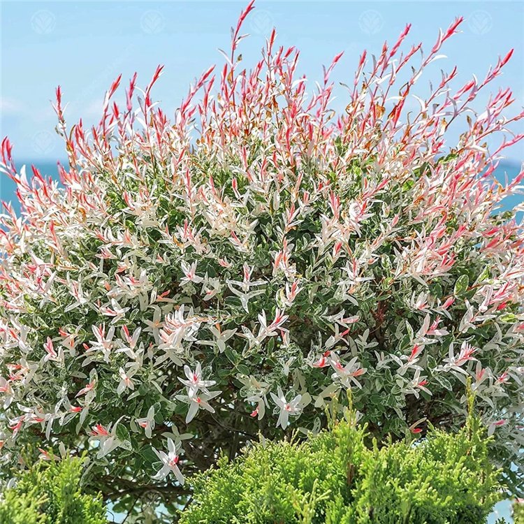 彩叶杞柳批发冠幅饱满花坛花镜种植观赏道路绿化工程苗