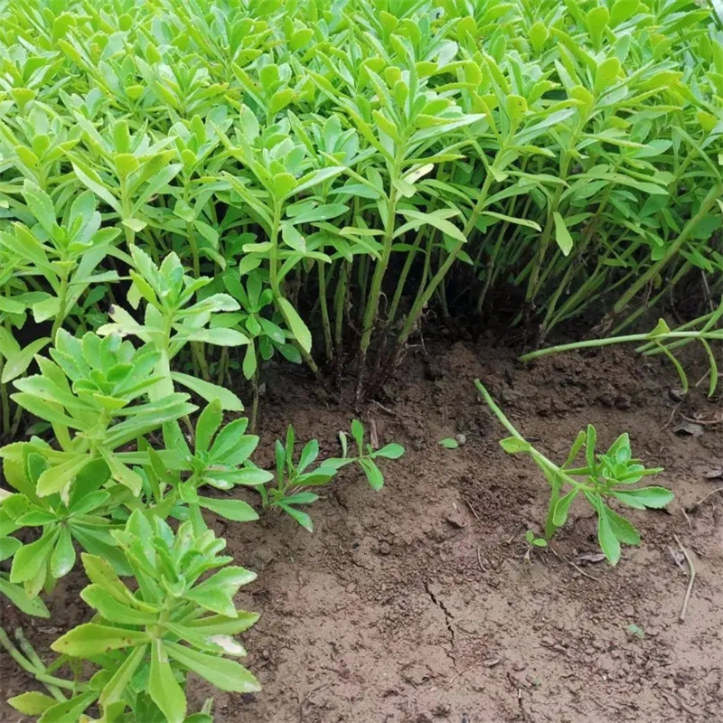 基地供应费菜花坛花镜镶边配植景区园林地被绿化工程苗