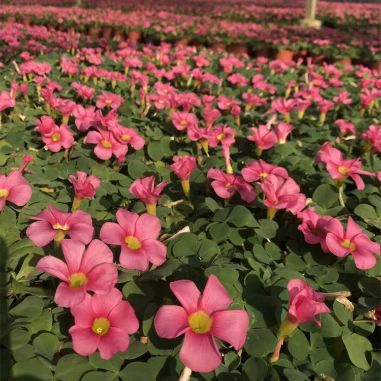 芙蓉酢浆草多年生花坛花镜花海造景苗道路公园观赏植物