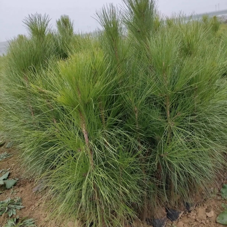 湿地松种植基地批发小杯根系完整公园湿地绿化栽种景观树种