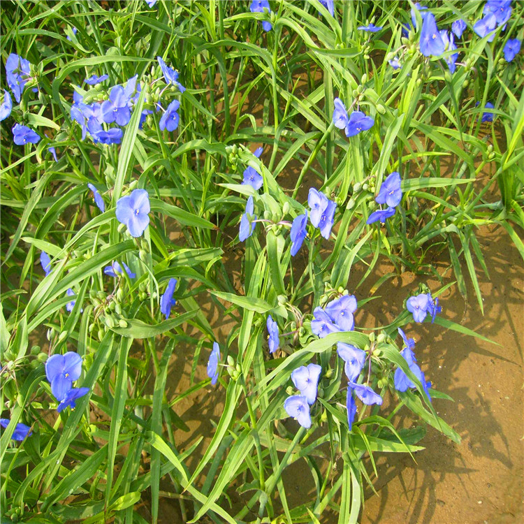 紫露草适应性强地被植株花坛花镜绿化工程苗