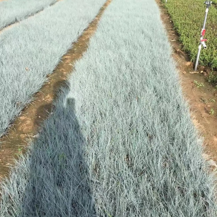 蓝羊茅小苗盆栽地栽冷季型观赏草花坛花境镶边用