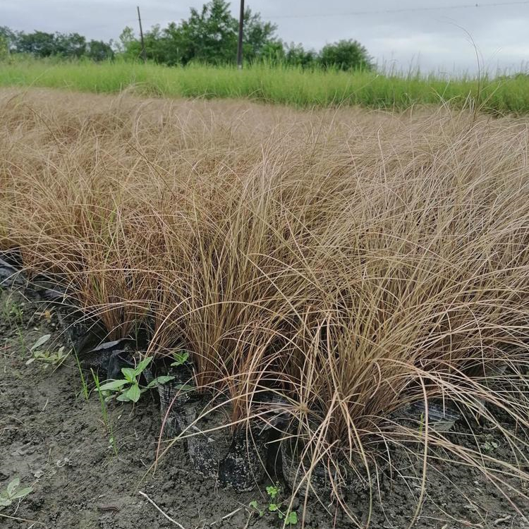 桔红苔草多年生草本庭院小区绿化工程苗花坛镶边配植