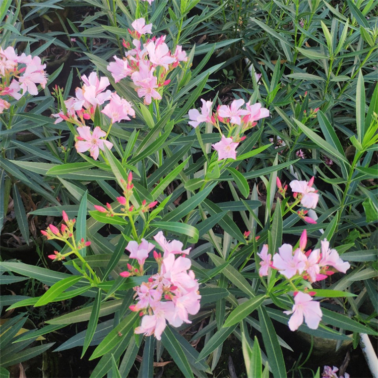 基地供应粉花夹竹桃盆栽地栽苗花坛花镜花海庭院小区园林绿化苗