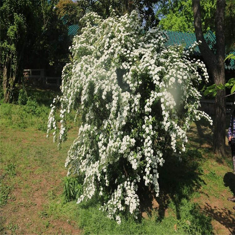 麻叶绣线菊 花坛花镜花海观赏性植物 多年生落叶灌木 绿化工程苗木