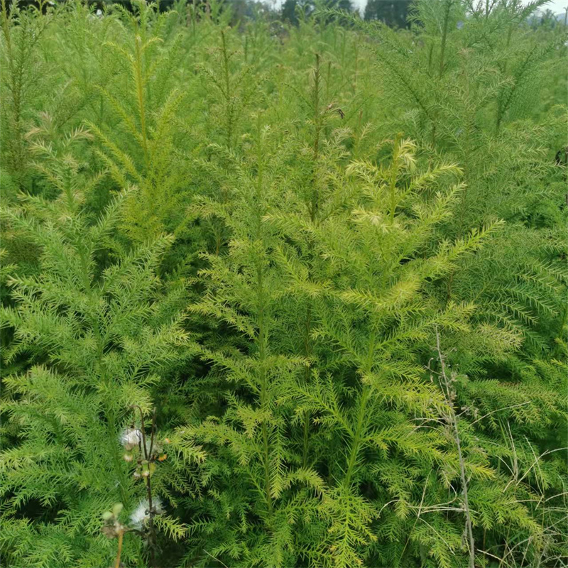 杉木移植苗别名沙树刺杉山衫风景树行道绿化工程乔木现起现发