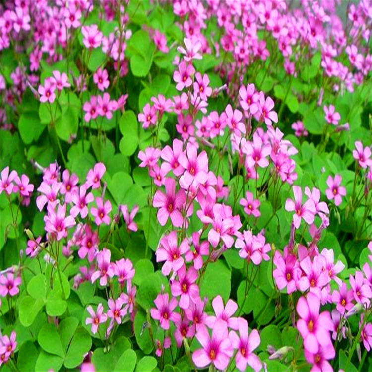 基地出售红花酢浆草花坛花镜园林观赏地被植物护坡绿化草