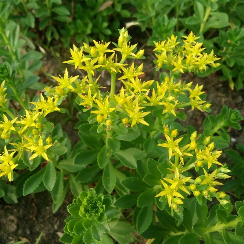 费菜小苗花坛花镜镶边配植景区园林地被绿化工程苗