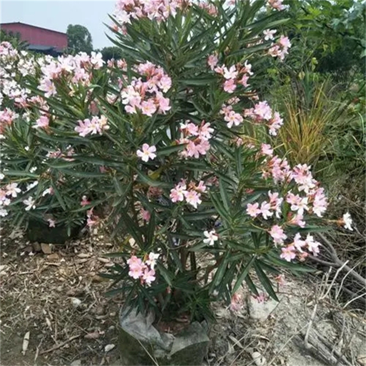 粉花夹竹桃盆栽地栽苗花坛花镜花海庭院小区园林绿化苗