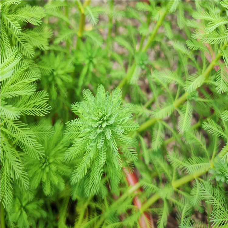 狐尾藻小苗易成活承接挺水植物种植水体绿化工程苗