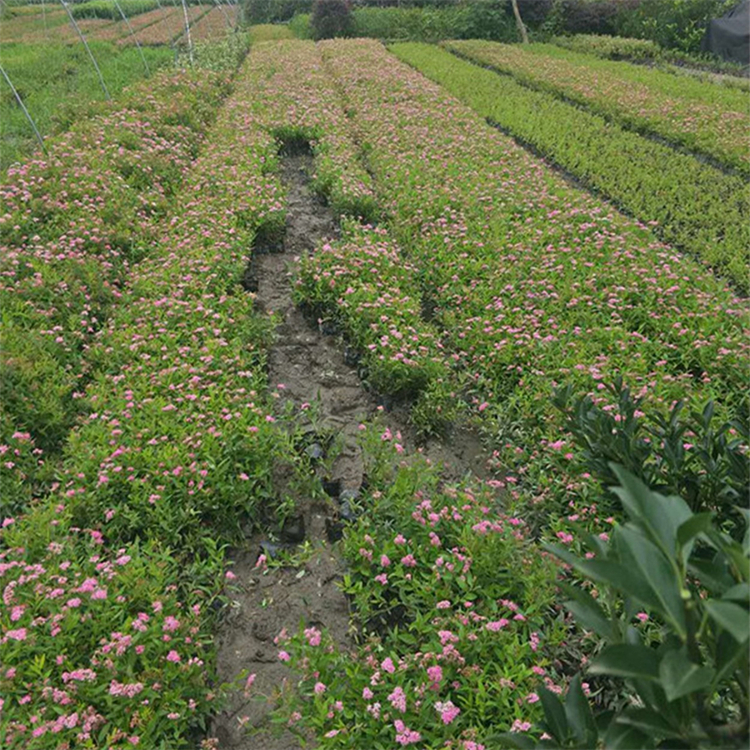 红花绣线菊粉色花系庭院景区绿化工程苗木花镜花坛配植苗