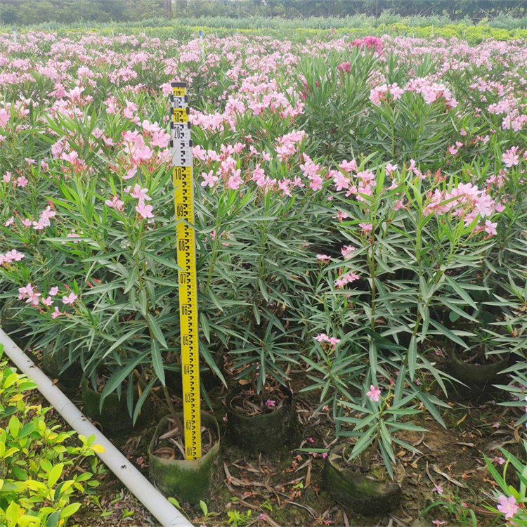 粉花夹竹桃小苗批发容器苗袋苗庭院绿篱围墙植物