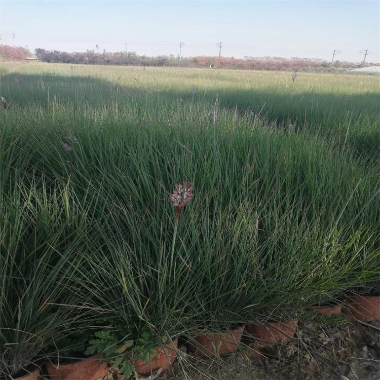 蜜糖草坡地毛冠草多年生草本道路隔离带绿化工程苗花镜切花材料