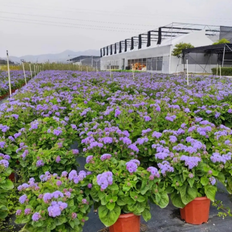 霍香蓟培育基地 藿香蓟花坛花境观赏性种植 庭院小区绿化工程苗