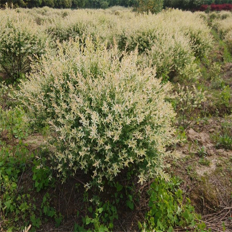 彩叶杞柳冠幅饱满花坛花镜种植观赏道路绿化工程苗