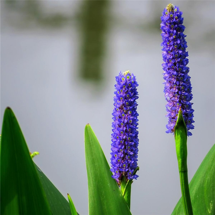 梭鱼草小苗别名海寿花承接挺水植物种植水体绿化工程苗