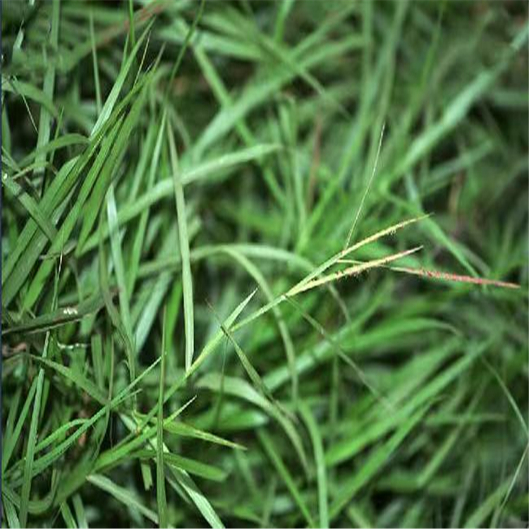 牛鞭草小苗脱节草庭院盆栽种植观赏园林地被绿化工程