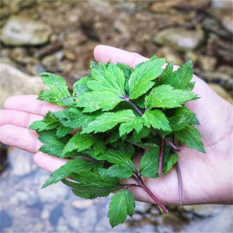 马兰头地栽苗庭院园林别墅小区护坡绿化工程苗花坛花镜配植