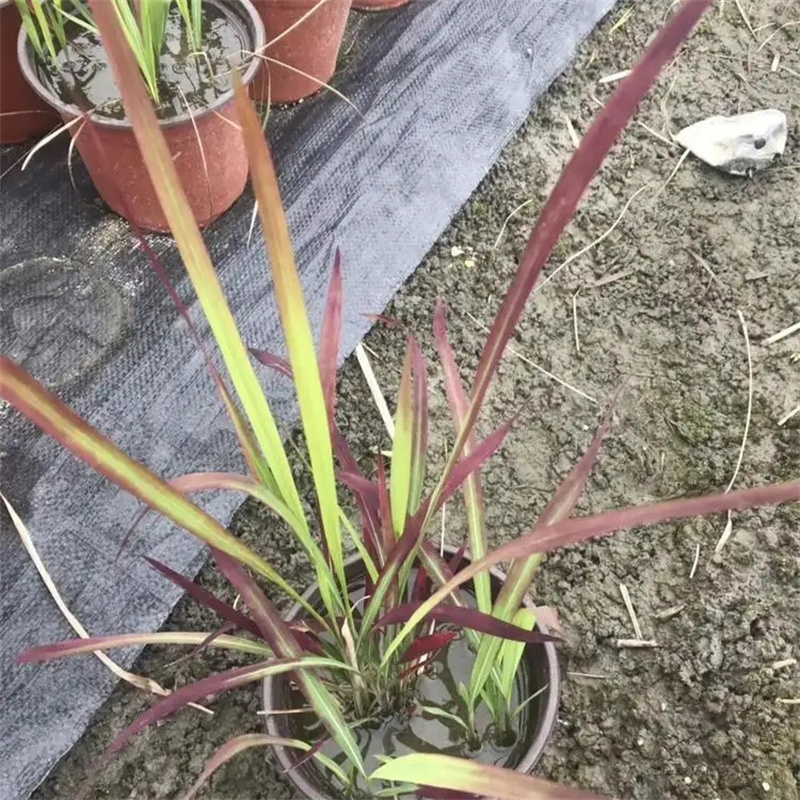 日本血草批发多年生草本植物庭院公园小区绿化工程苗园林观赏种植